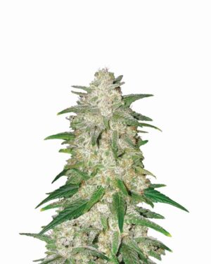 Gelato Auto Feminized Seeds - Nirvana Seeds