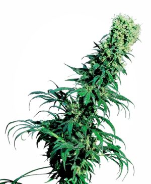 Early Pearl Regular Seeds - Sensi Seeds