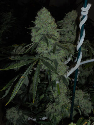Deadhead OG Feminized Seeds - Cali Connection