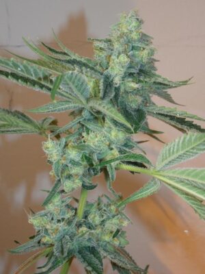 Girl Scout Cookies Feminized Seeds - Cali Connection