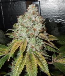Larry OG Kush Feminized Seeds - Cali Connection