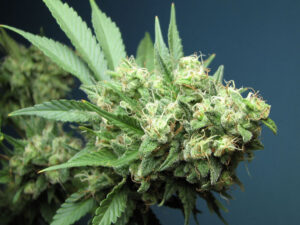 Green Crack Feminized Seeds - Cali Connection