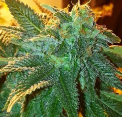 Alien OG Feminized Seeds - Cali Connection