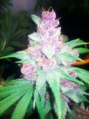 Grape Kush Feminized Seeds - Cali Connection