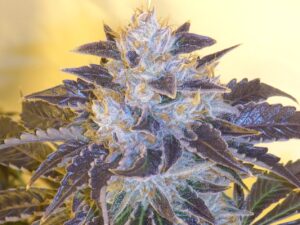 Grape OG Feminized Seeds - Cali Connection