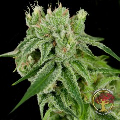 Banana Split Regular Seeds - DNA Genetics