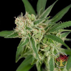 Sour Banana Sherbet Regular Seeds - DNA Genetics