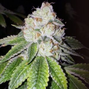 Lemon Tart Feminized Seeds - Cali Connection
