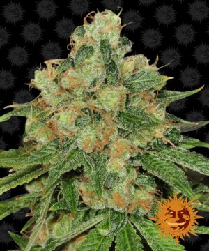 Caramel CBD Regular Seeds - Barney's Farm