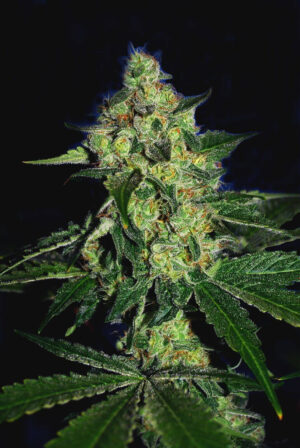 Sugar Mill Feminized Seeds - Cali Connection