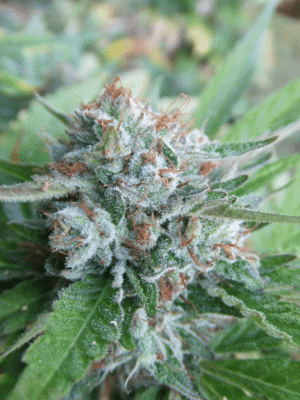 Bellini Feminized Seeds - Cali Connection
