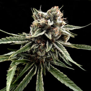 Sour Strawberries Regular Seeds - DNA Genetics
