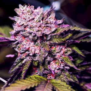 Gelato Feminized Seeds - Nirvana Seeds