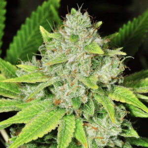 Original Glue Feminized Seeds - Nirvana Seeds