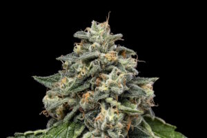 Kosher Afghan Kush Regular Seeds - Green Bodhi