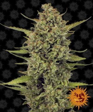 Acapulco Gold Feminized Seeds - Barney's Farm