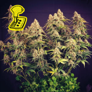 Lemon Auto Feminized Seeds - Seedsman