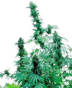 Early Skunk Feminized Seeds - Sensi Seeds
