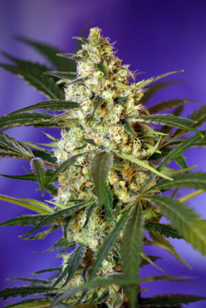 Fast Bud #2 Auto Feminized Seeds - Sweet Seeds