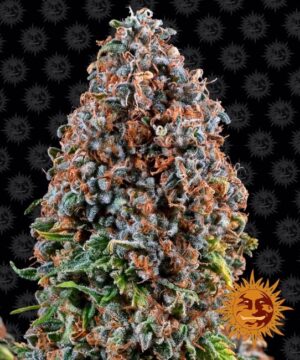 Critical Kush Feminized Seeds - Barney's Farm