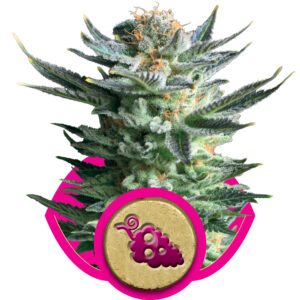 Fruit Spirit Feminized Seeds - Royal Queen Seeds