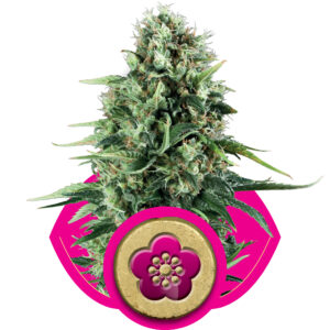 Power Flower Feminized Seeds - Royal Queen Seeds