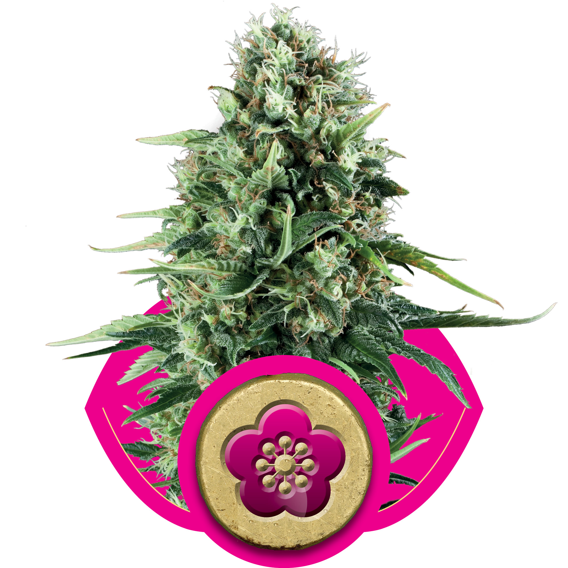 Power Flower Feminized Seeds - Royal Queen Seeds