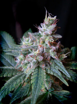 Cream Caramel Feminized Seeds - Sweet Seeds