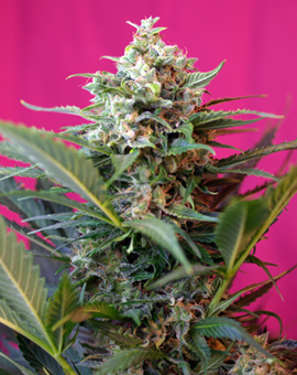 Big Devil XL Auto Feminized Seeds - Sweet Seeds