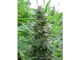 Panama Feminized Seeds - Ace Seeds