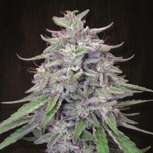Bangi Haze Regular Seeds - Ace Seeds