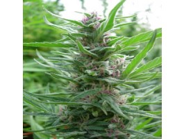 Panama Regular Seeds - Ace Seeds