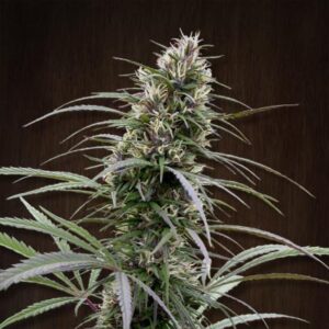 Congo Feminized Seeds - Ace Seeds