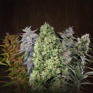 ACE Mix Regular Seeds - Ace Seeds