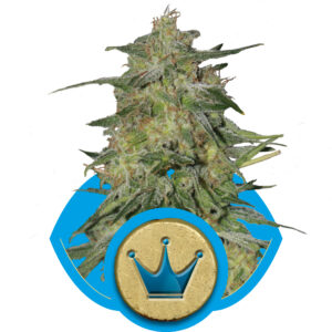 Royal Highness CBD Feminized Seeds - Royal Queen Seeds