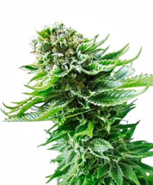 Northern Lights Auto Feminized Seeds - Sensi Seeds