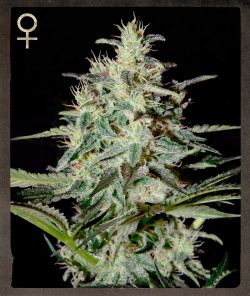 White Lemon Feminized Seeds - Greenhouse - Strain Hunters