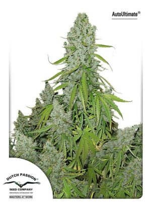Ultimate Auto Feminized Seeds - Dutch Passion