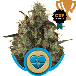 Medical Mass CBD Feminized Seeds - Royal Queen Seeds