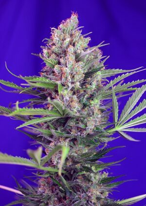 Cream Mandarine F1 FAST Version Feminized Seeds - Sweet Seeds