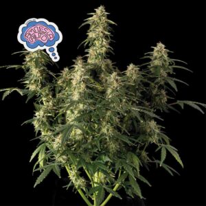 Amnesia Auto Feminized Seeds - Seedsman