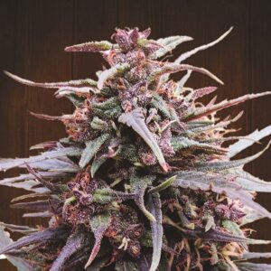 Purple Haze x Malawi Feminized Seeds - Ace Seeds