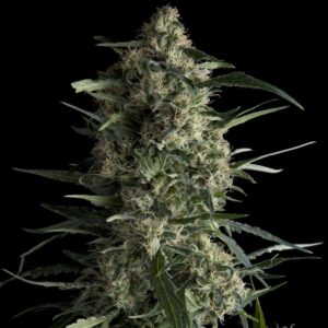 Galaxy Feminized Seeds - Pyramid Seeds