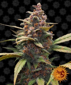 Ayahuasca Purple Feminized Seeds - Barney's Farm