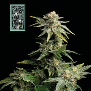 White Widow Fast Feminized Seeds - Seedsman