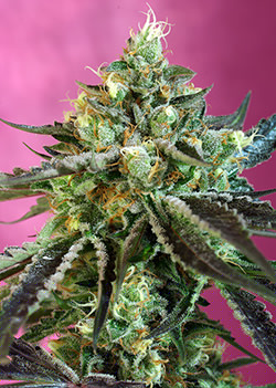 Sweet Nurse CBD Auto Feminized Seeds - Sweet Seeds