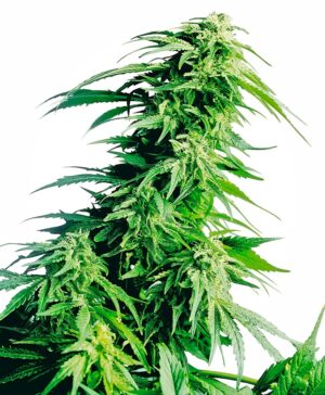 Hindu Kush Feminized Seeds - Sensi Seeds