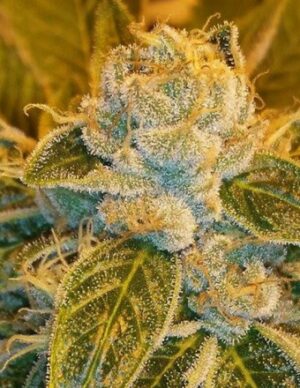 Sour Ripper Feminized Seeds - Ripper Seeds