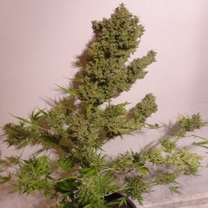 Malawi x NL Auto Feminized Seeds - Ace Seeds