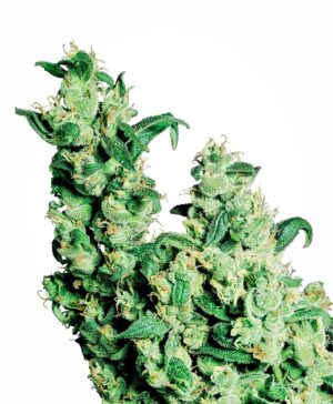 Jack Herer Feminized Seeds - Sensi Seeds